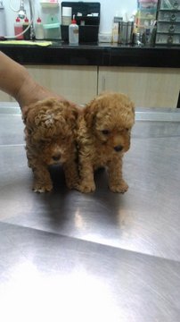 Red Toy Poodles - Poodle Dog