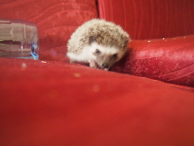 Pie - Hedgehog Small & Furry