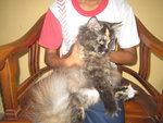 Comot - Persian Cat