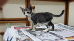 Ada - Domestic Short Hair Cat