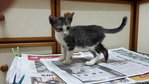 Ada - Domestic Short Hair Cat