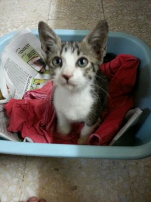 Ada - Domestic Short Hair Cat