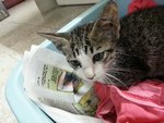 Ada - Domestic Short Hair Cat