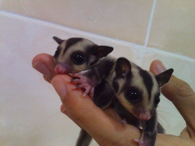 Sugar Glider (Comel) - Sugar Glider Small & Furry