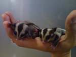 Sugar Glider (Comel) - Sugar Glider Small & Furry