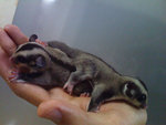 Sugar Glider (Comel) - Sugar Glider Small & Furry