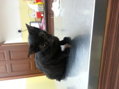 Blacky - Domestic Short Hair Cat