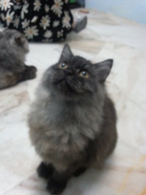 Melly - Persian Cat