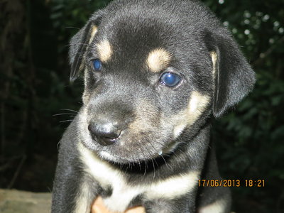 Lucky - Mixed Breed Dog