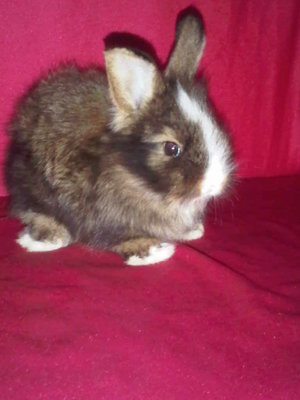 Rabbit - Angora Rabbit + New Zealand Rabbit