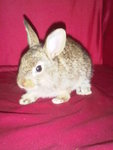 Rabbit - Angora Rabbit + New Zealand Rabbit