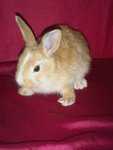 Rabbit - Angora Rabbit + New Zealand Rabbit