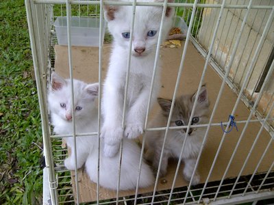 Snowy, Frosty, Olla &amp; Mommy Brownie - Domestic Short Hair Cat