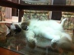 Tiffany - Ragdoll Cat