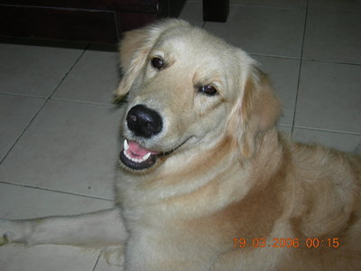 Cody - Golden Retriever Dog