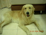 Cody - Golden Retriever Dog