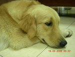 Cody - Golden Retriever Dog