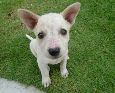 Can U Resists My Cuteness? - Mixed Breed Dog