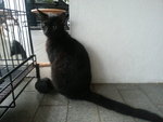 Blackie - Domestic Short Hair Cat