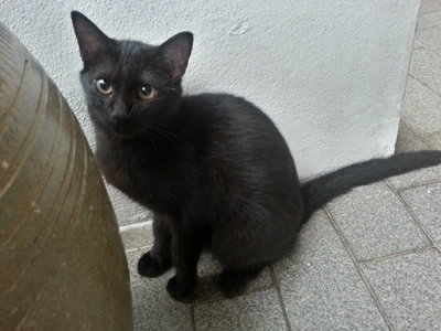 Blackie - Domestic Short Hair Cat