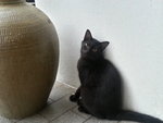 Blackie - Domestic Short Hair Cat