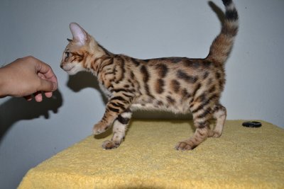 Tica Male Bengal Kitten(Golden) - Bengal Cat