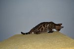 Tica Male Bengal Kitten(Golden) - Bengal Cat