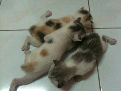 Mummy + 3 Kittens - Domestic Short Hair Cat