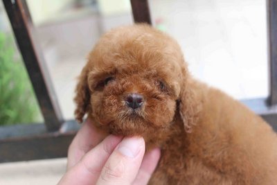 Premiumt-cup Super Red Poodle - Poodle Dog