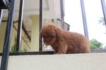 Premiumt-cup Super Red Poodle - Poodle Dog