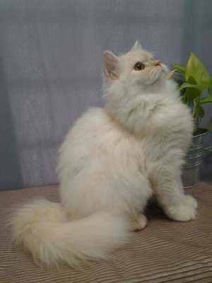 Milkygurl Mainecoon Mix Persian - Persian + Maine Coon Cat