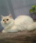 Milkygurl Mainecoon Mix Persian - Persian + Maine Coon Cat