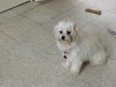 Rose - Maltese Dog