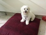 Rose - Maltese Dog