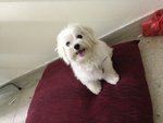 Rose - Maltese Dog