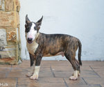 Hulk 4 mths brindle male