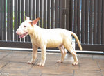 Curly 4 mths white male