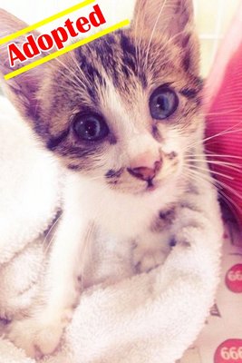 X (Adopted) U.u - Domestic Short Hair Cat