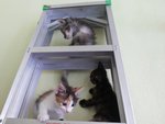 Odomo, Calicoz, Splash And Toobrown - Siamese + Domestic Long Hair Cat