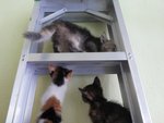 Odomo, Calicoz, Splash And Toobrown - Siamese + Domestic Long Hair Cat