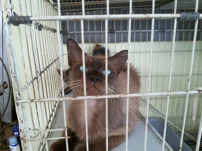 Odomo, Calicoz, Splash And Toobrown - Siamese + Domestic Long Hair Cat