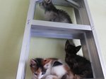 Odomo, Calicoz, Splash And Toobrown - Siamese + Domestic Long Hair Cat