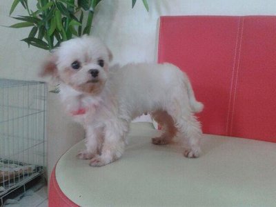 Mochi - Maltese Dog