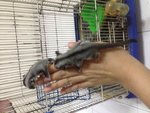 Baby Sugar Glider - Sugar Glider Small & Furry