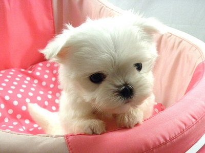 Adorable Mini Maltese - Maltese Dog