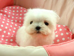 Adorable Mini Maltese - Maltese Dog