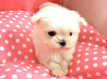 Adorable Mini Maltese - Maltese Dog