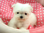 Adorable Mini Maltese - Maltese Dog