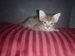 Tigger at 2 months, on the pillow