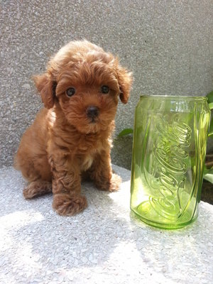 Tiny Toy Poodle Girl Super Red  - Poodle Dog